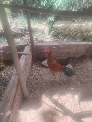 Galinhas frangos