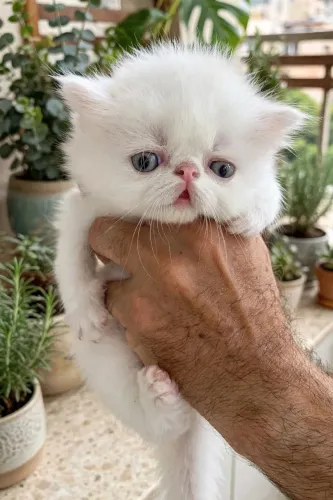 Vendo esse lindo filhote de Gato Persa Padrão Show