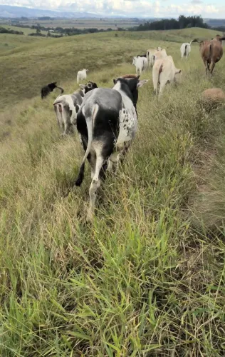  Novilhas e  garrote 