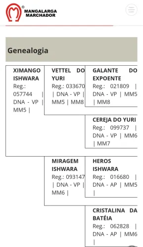 Égua Mangalarga Marchador Registrada