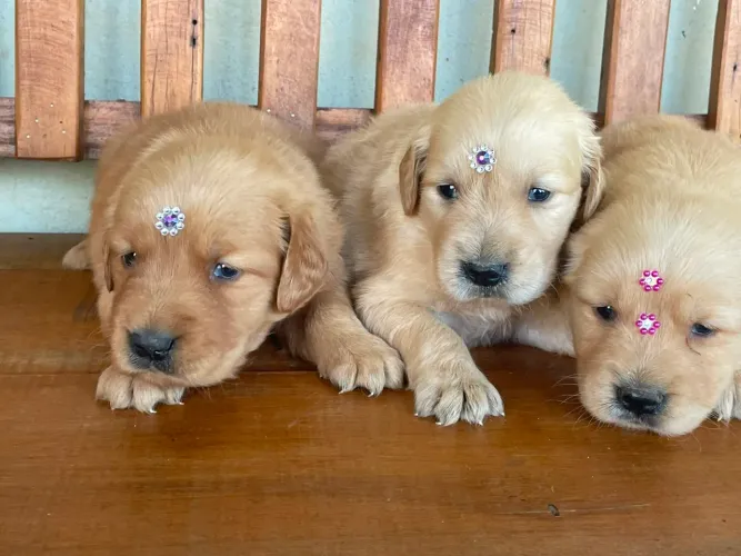 Golden Retriever