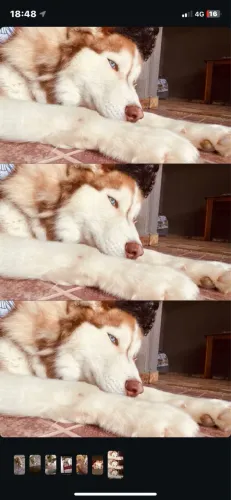 Doa-se Husky siberiano
