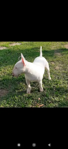 Linda Bull terrier 