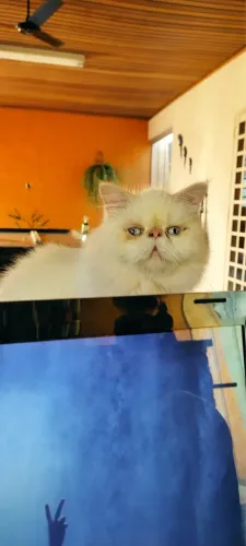 Filhotes gatinhos persas macho e femea 