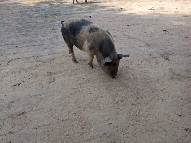 Mini pig macho nascido dia 2/11/2025