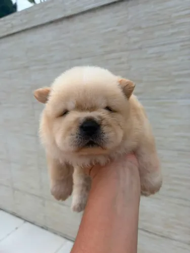 Chow Chow