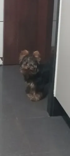 Animais estimação