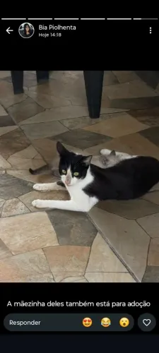 Doação de gata fêmea preta e branca