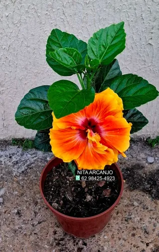 Vendemos plantas naturais 