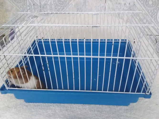 Vende-se acessórios para hamster 