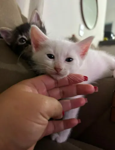 Gatinhas fêmeas lindas, fofas e dóceis.