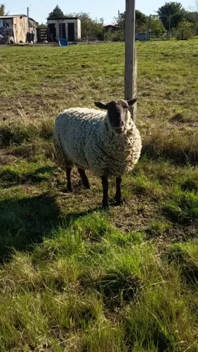Carneiro Suffolk