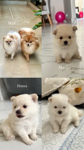 Spitz alemão anão com pedigree