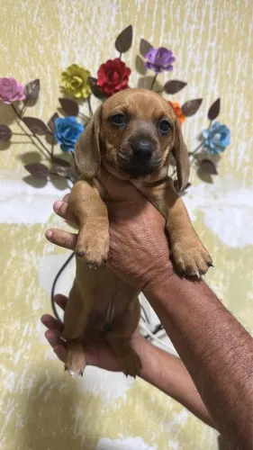 Lindos machinhos de Basset Dachshund salcichinha 