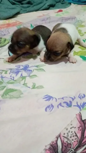 Filhote de pinscher 