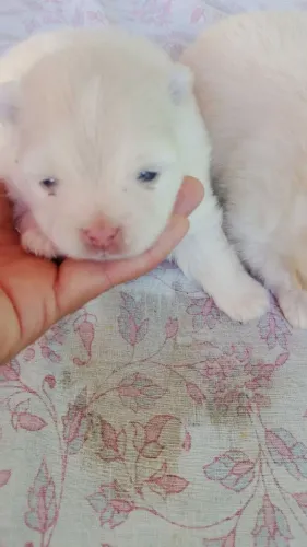 LULU DA POMERÂNIA 