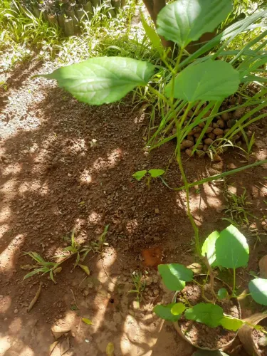 Tenho uma muda de abacate pequena 