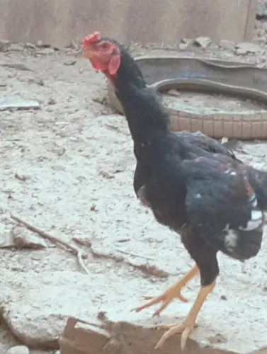 Galinha caipira frango caipira e pato 