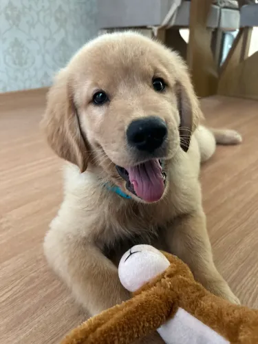 Filhote de golden retriever