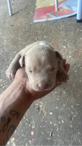 Filhotes pitbull 