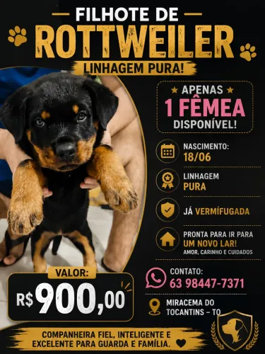 Vendo filhote Rottweiler 
