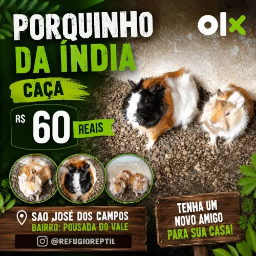 Porquinho da índia