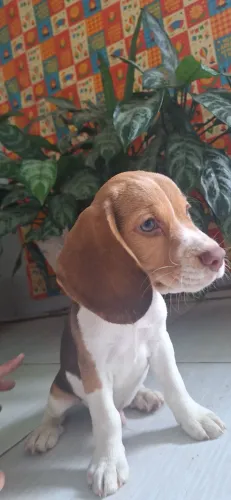 Vendo Filhotes machos de Beagle -  Recife