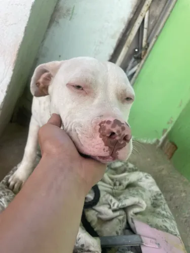 Filhote de pitbull adoção