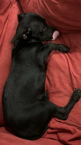 Flecha para adoção 