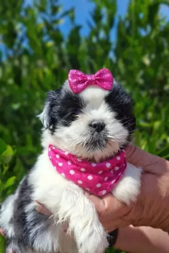 Shih tzu Seu novo companheiro de domingos preguiçosos chegou