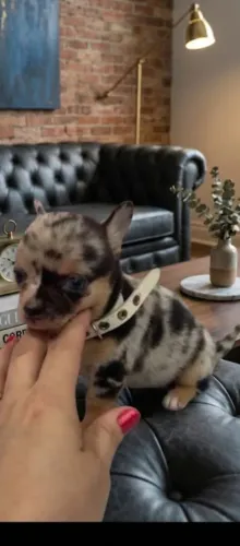 famosa mofadinha 
