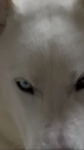 Husky Siberiano branco olho azul heterocromia