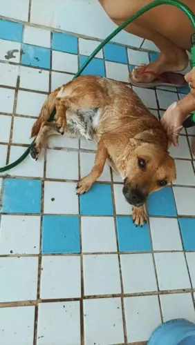 Cachorro 