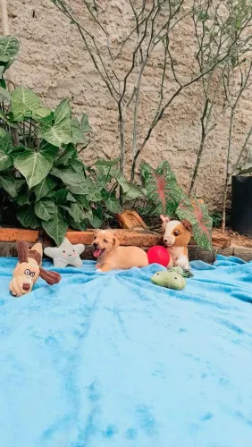 Pinscher n° 0.