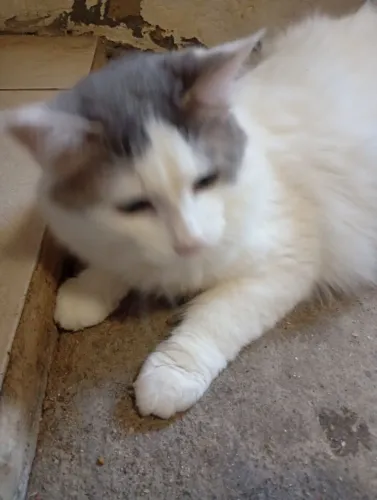 Gato