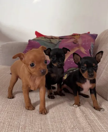 Pinscher com garantia genética