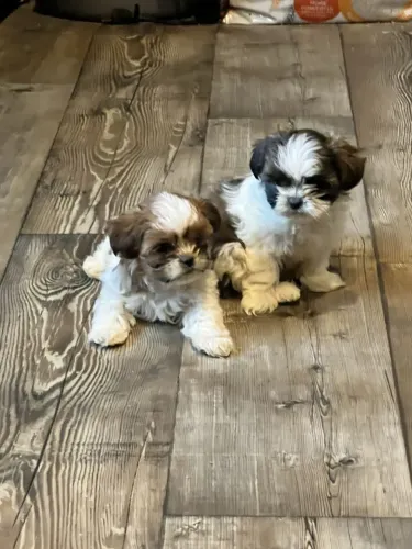 Shih tzu peludo