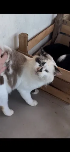 Gata castrada