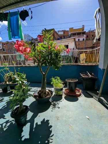 Rosa Do Deserto 