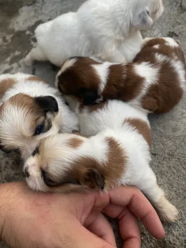 Filhote de shih tzu