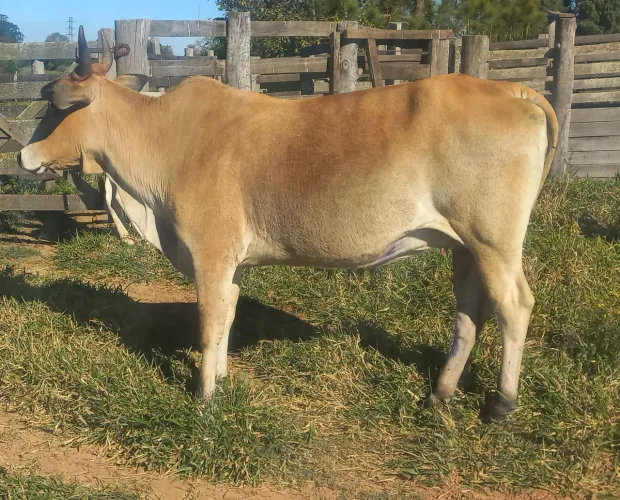 Vaca Anelorada Prenha