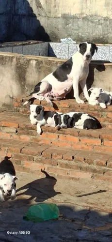 Filhotes pitbull  fêmeas 