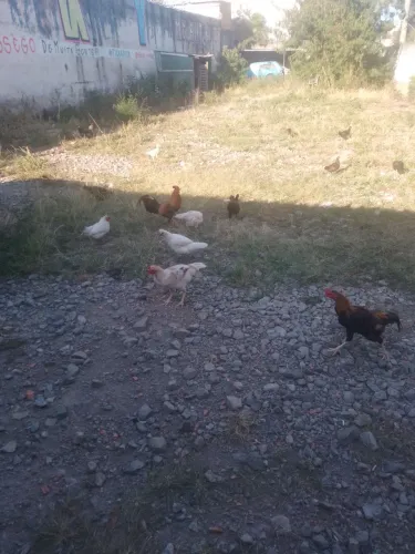 Aves vivas