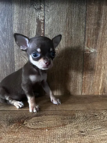 Filhote de Chihuahua 