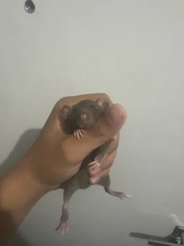 Rato Twister