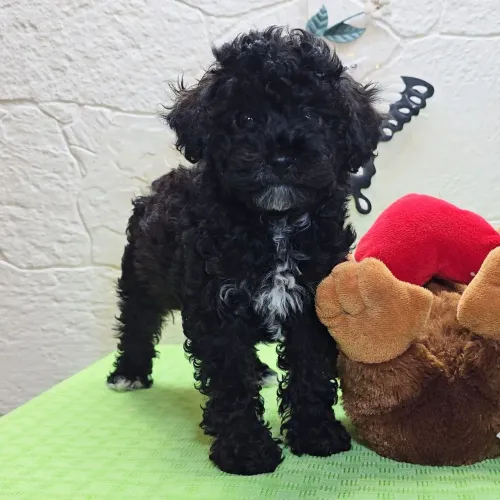 Poodle Toy Black/ Entrega imediata e segura