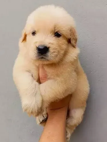 Golden Seu novo motivo para chegar mais cedo em casa