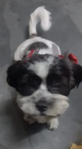 Filhote de cachorro