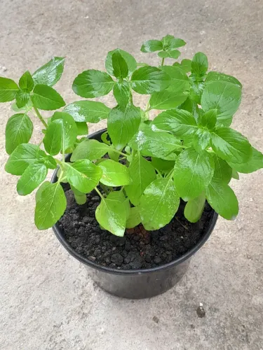 Plantas hortaliças 