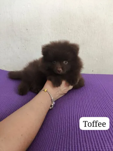 Filhotes Macho e Fêmeas Spitz Alemão disponiveis 